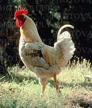 Chicken...No Salad.....Chips!